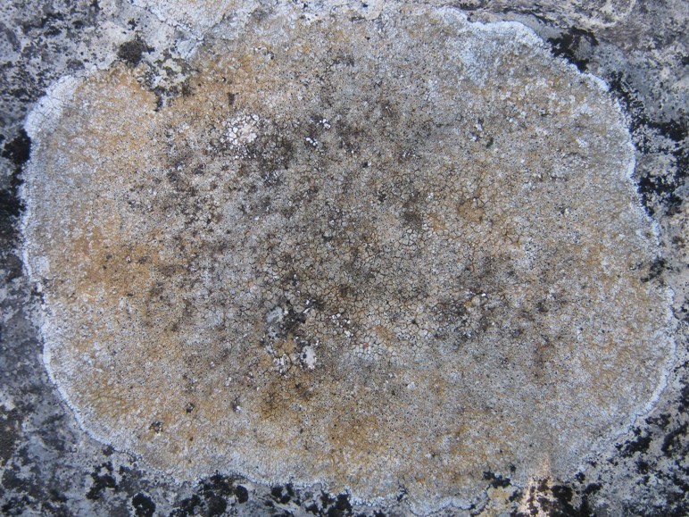 Aspicilia: Variet�